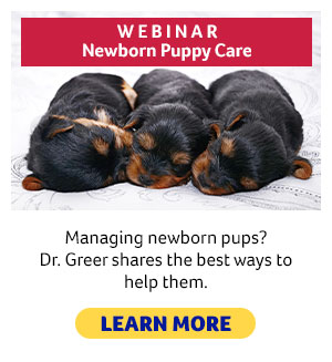 Newborn Puppy Care Webinar