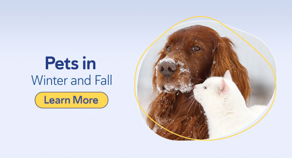 Pets in Winter and Fall