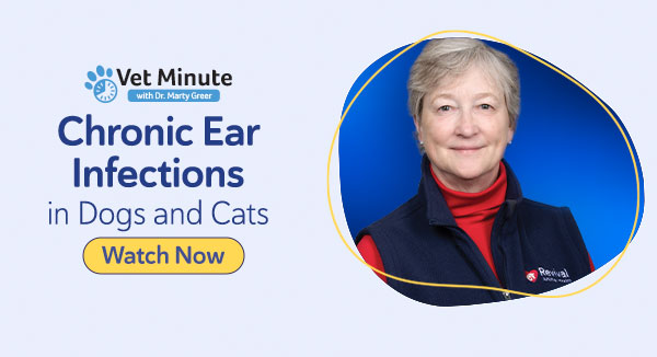 Chronic Ear Infections in Dogs and Cats