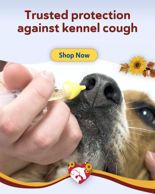 Kennel Cough