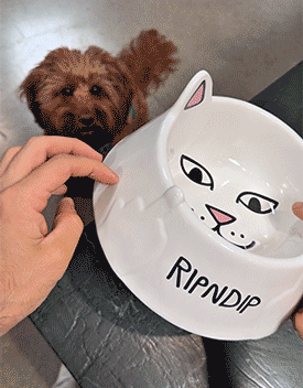 pet bowl