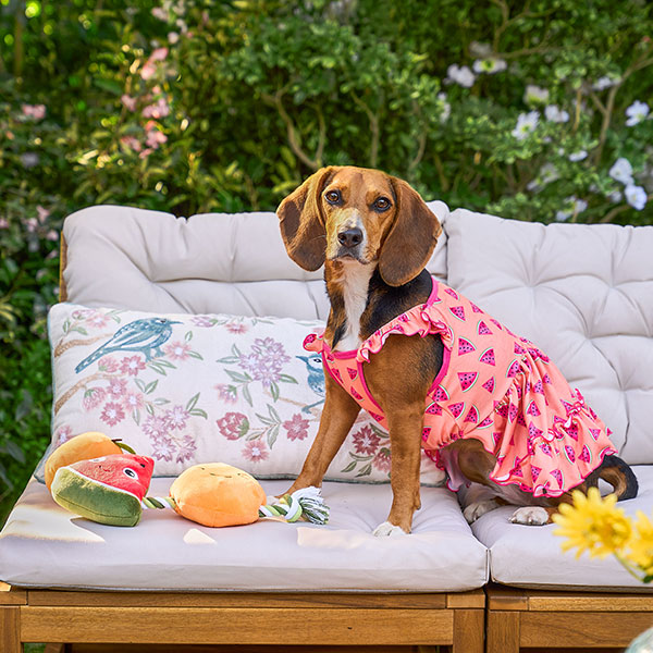Dog wearing watermelon printed dress on an outdoor couch with fruit themed pull dog toy.  