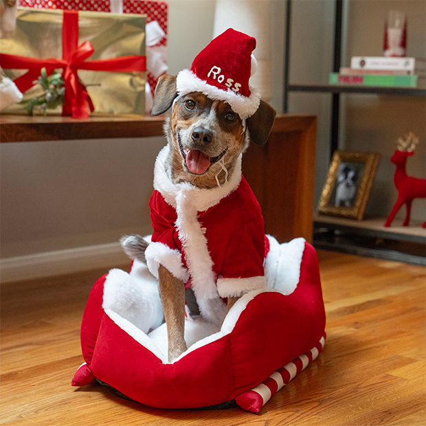 Dog dressed in a red Santa Claus outfit sitting in a red sleigh-shaped pet bed with white trim, placed on a wooden floor near a table with wrapped gifts and holiday decorations. 