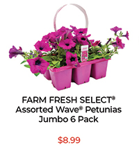 Farm Fresh Select® Assorted Wave® Petunias Jumbo 6 Pack - $8.99