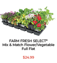 Farm Fresh Select® Mix & Match Flower/Vegetable Full Flat - $24.99