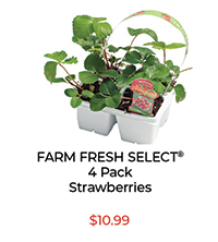 Farm Fresh Select® Strawberry Plants 4-Pack - $10.99