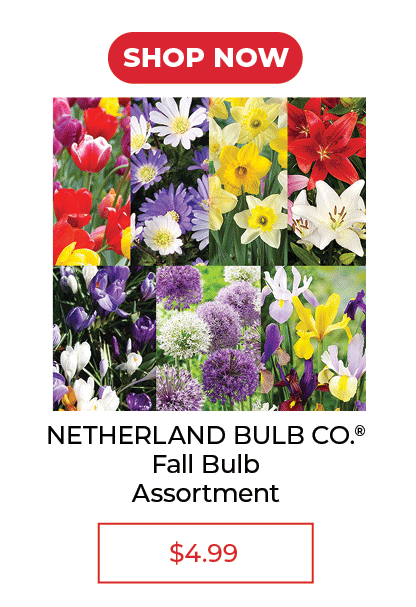 Netherland Fall Bulb Assortment - $4.99