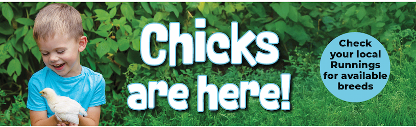 Chicks are Here!