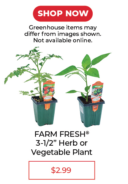 Farm Fresh Selects 3-1/2" Herb or Vegetable Plant - SALE $2.99