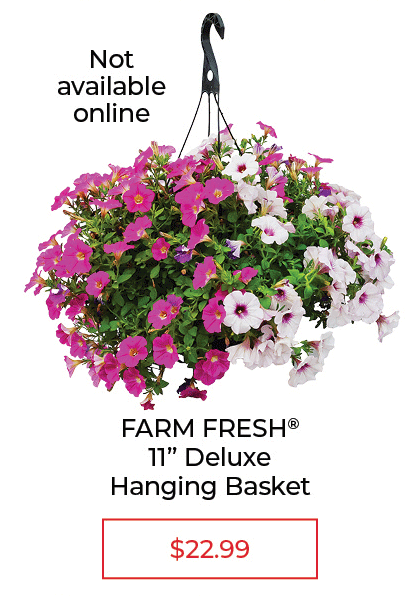FARM FRESH® 11" Deluxe Hanging Basket- SALE $22.99