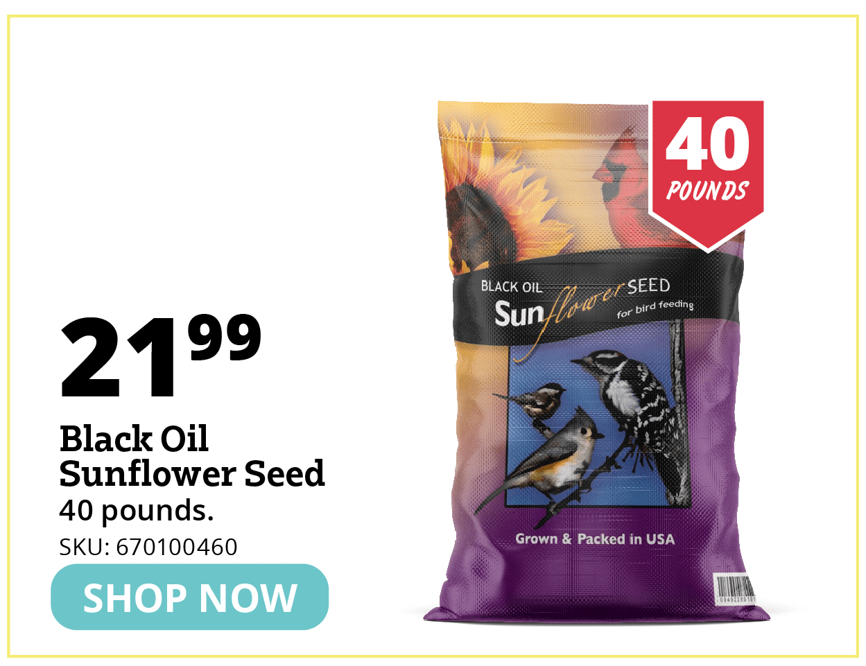 Black Oil Sunflower Seed