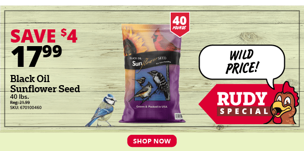 Black Oil Sunflower Seed