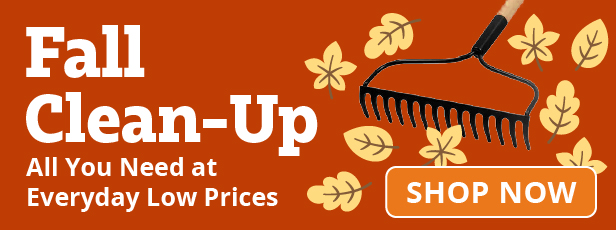 Fall Clean Up
