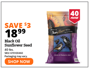 Black Oil Sunflower Seed