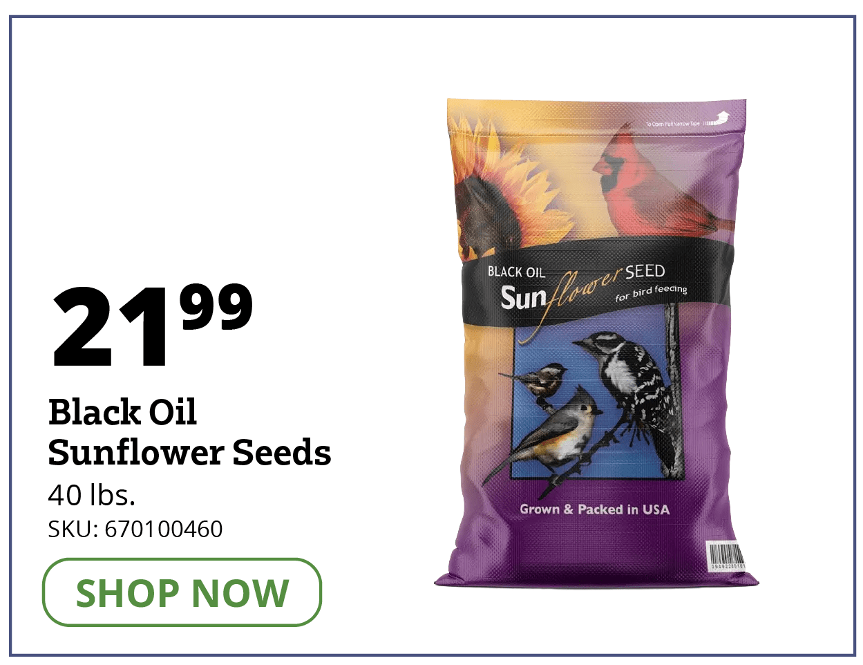 Black Oil Sunflower Seeds
