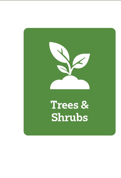 Trees & Shrubs
