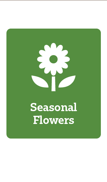 Seasonal Flowers