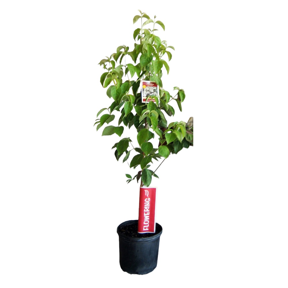 Freedom Tree Farms Red Dogwood, 5 Gallon