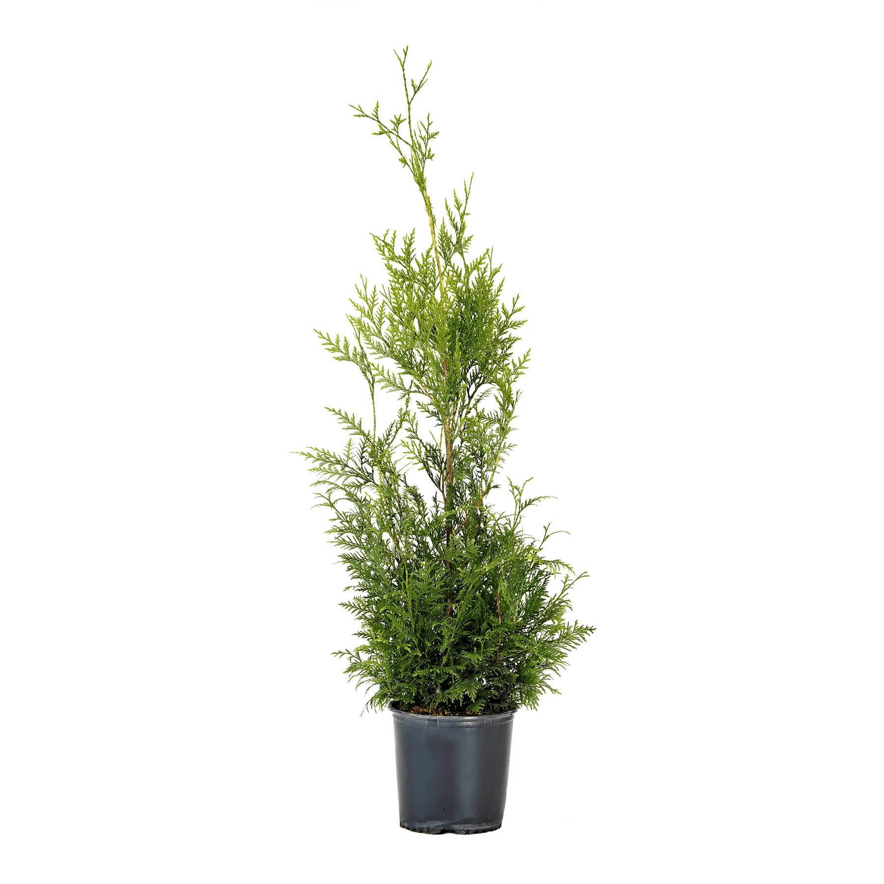 Freedom Tree Farms Green Giant Arborvitae, 3 Gallon