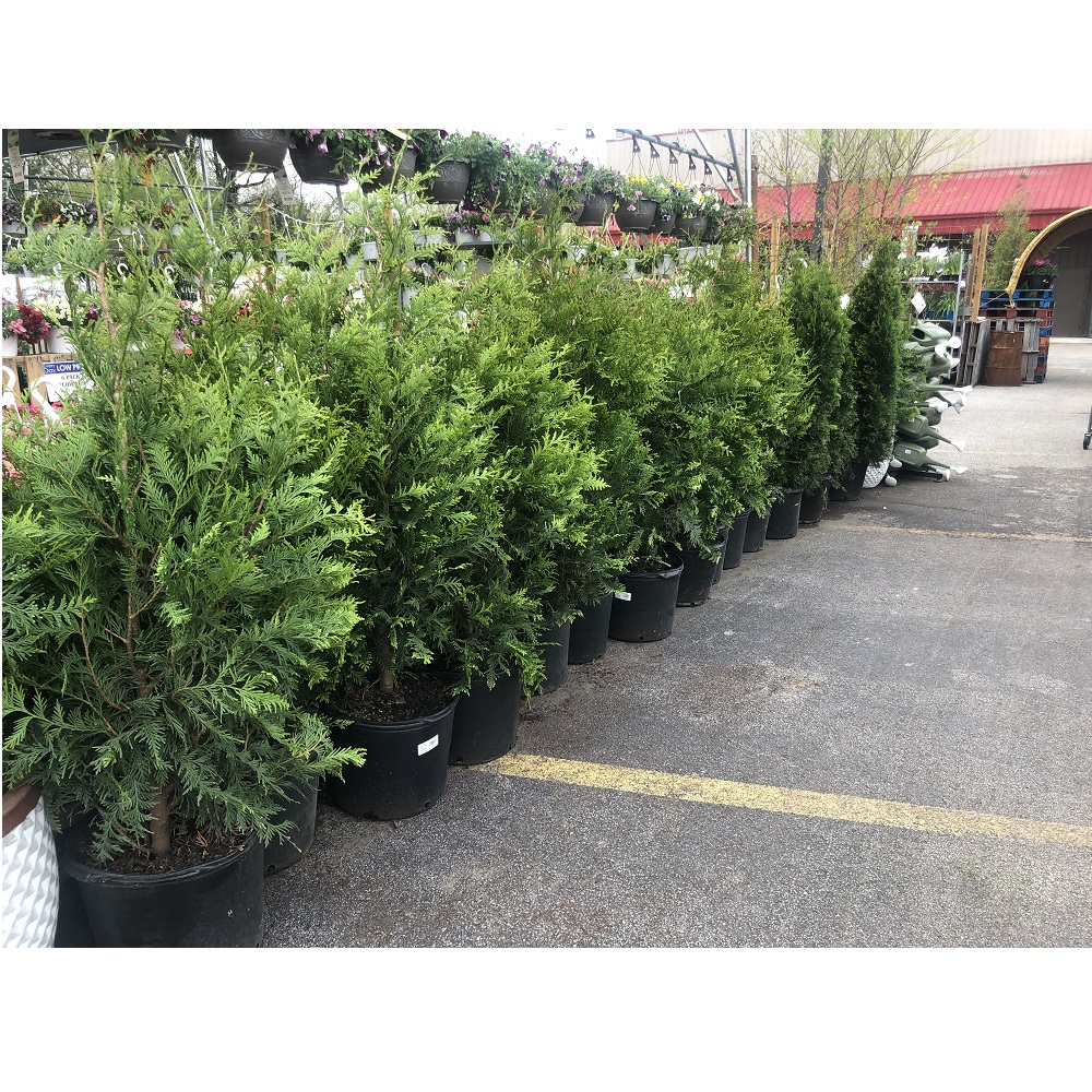Green Giant Arborvitae, 5 lb.