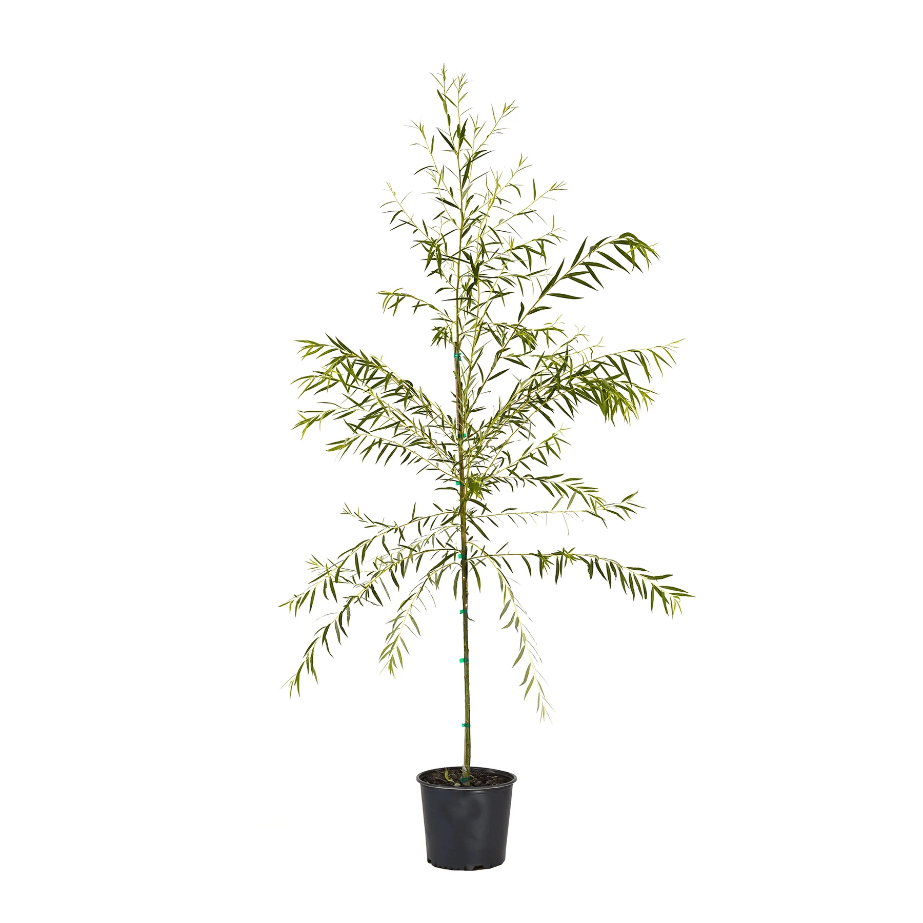 Freedom Tree Farms Weeping Willow, 5 Gallon