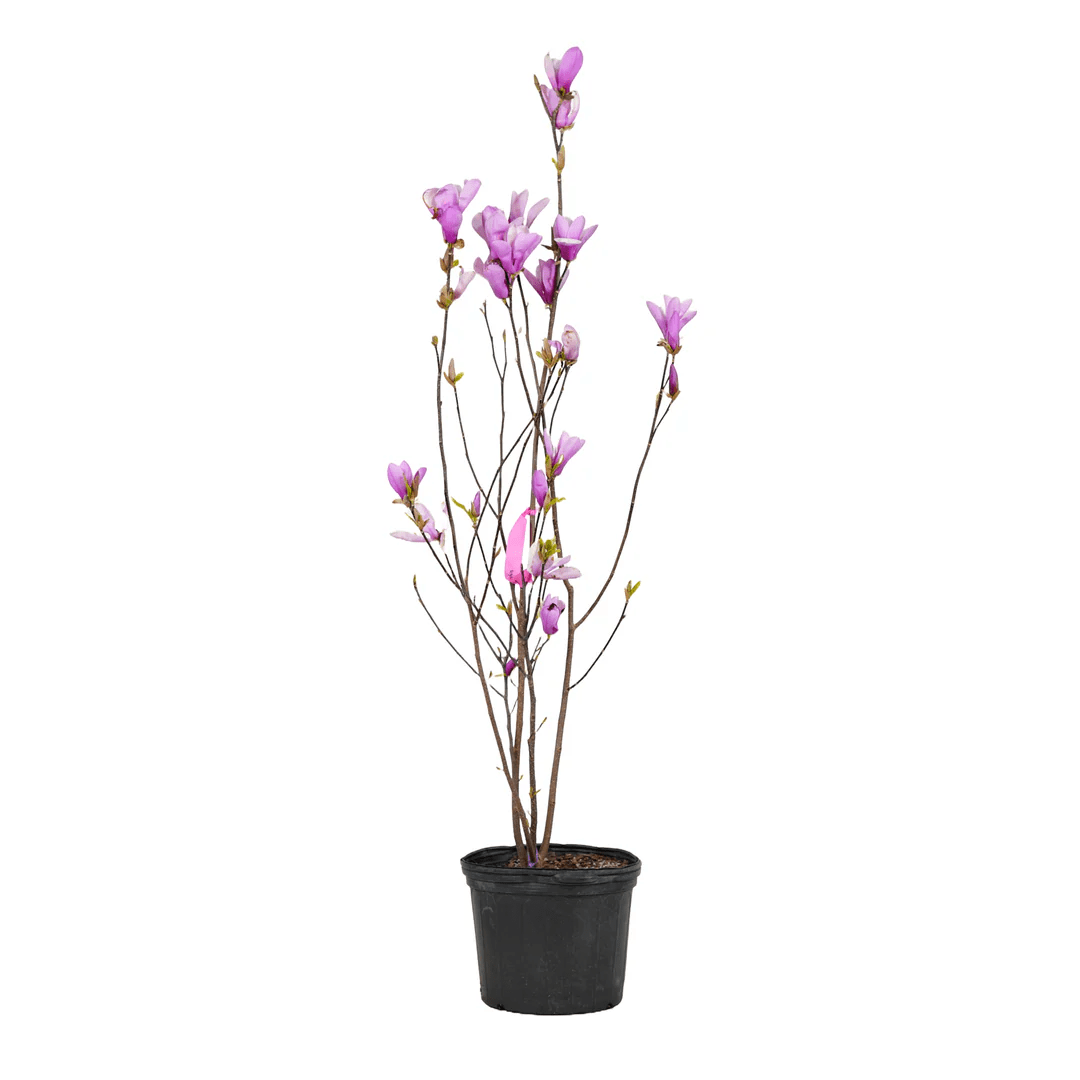 Freedom Tree Farms Magnolia 'Jane', 5 Gallon