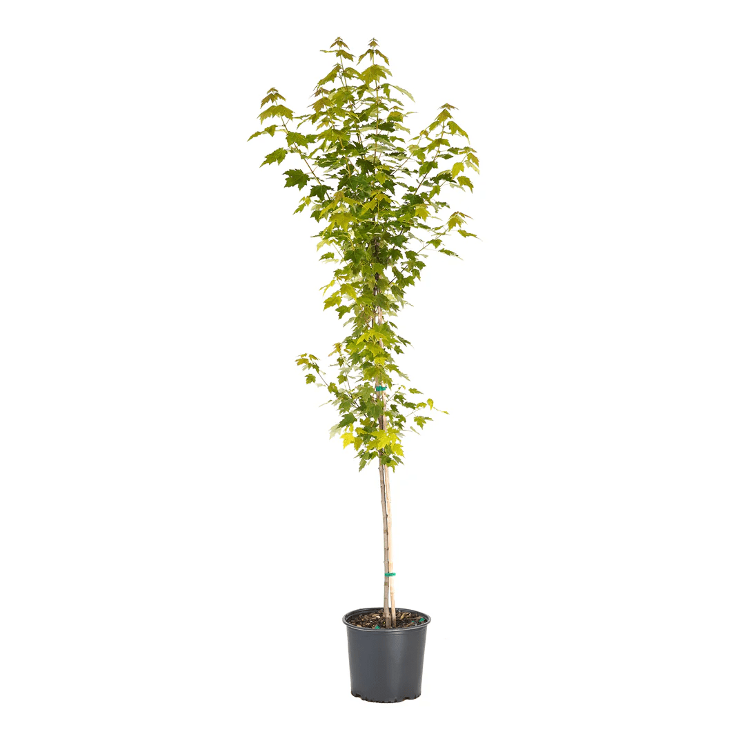 Freedom Tree Farms Sun Valley® Maple, 5 Gallon