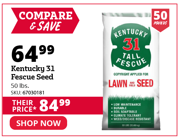 Kentucky 31 Fescue Seed