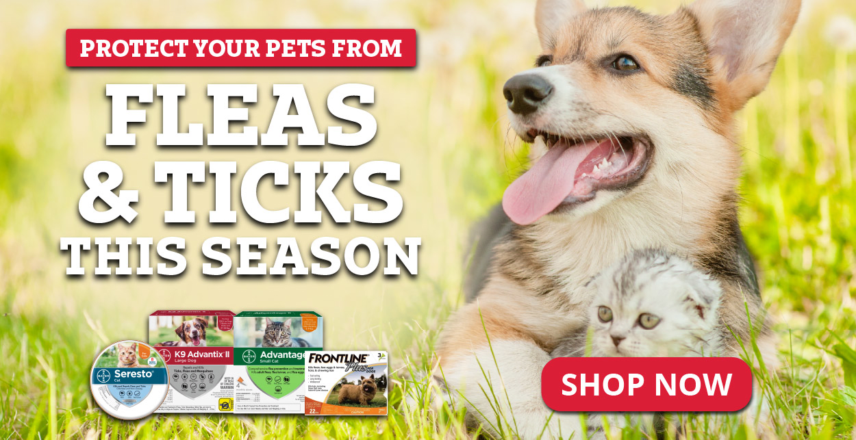 Flea & Tick