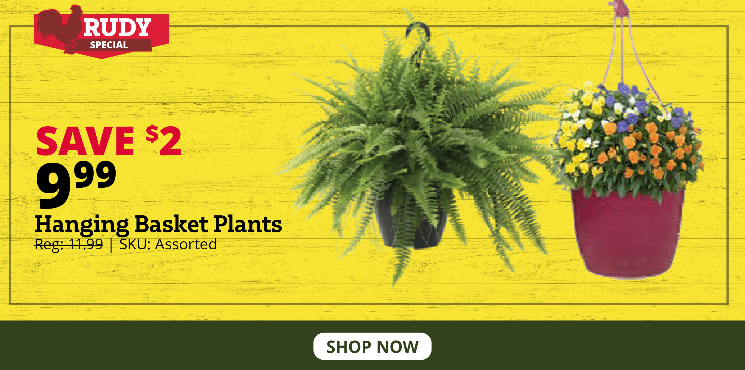 Hanging Basket Plants