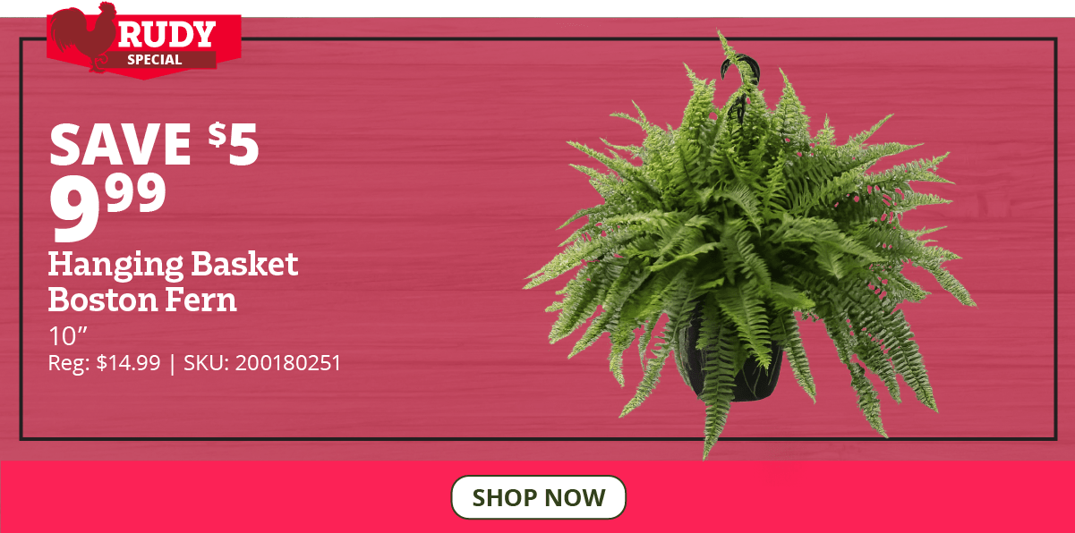 10" Hanging Basket Boston Fern - BF10