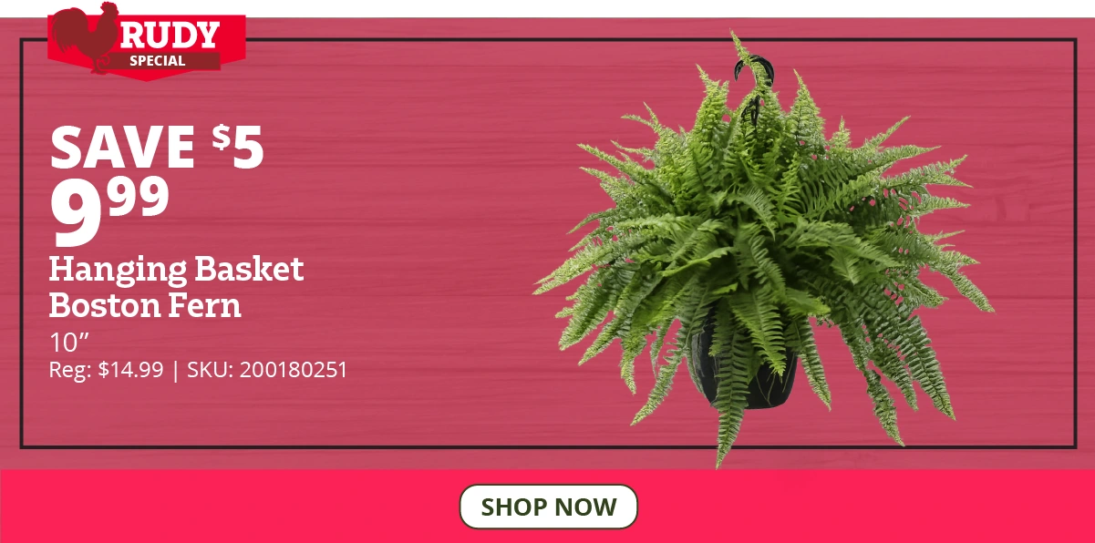 Hanging Basket Boston Fern