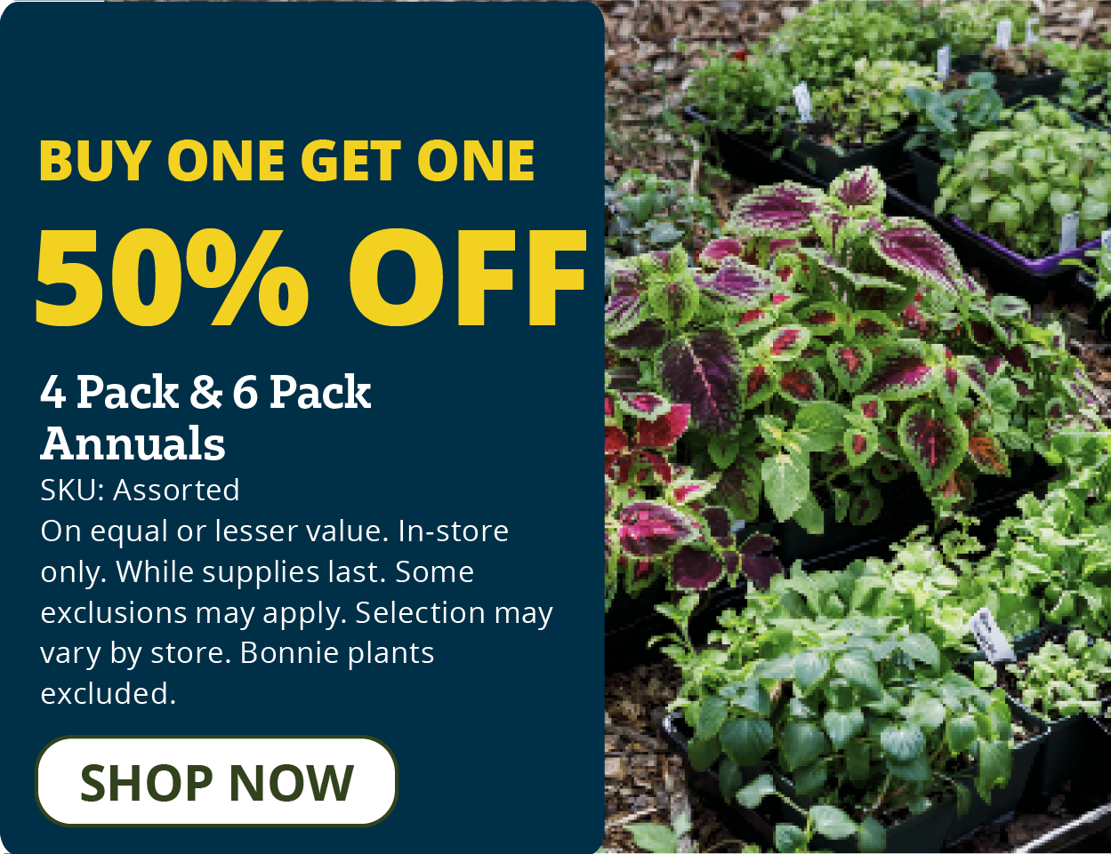 Buy 1 Get 1 50% Off Annuals