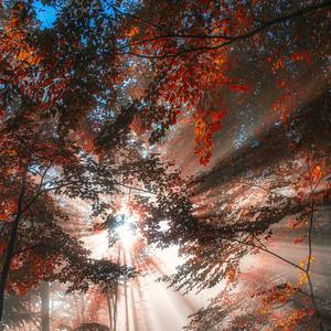 sun rays in autumn forest#2