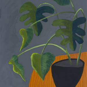 Monstera in Black Pot