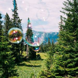 Soapbubble Studies // Forest 2023