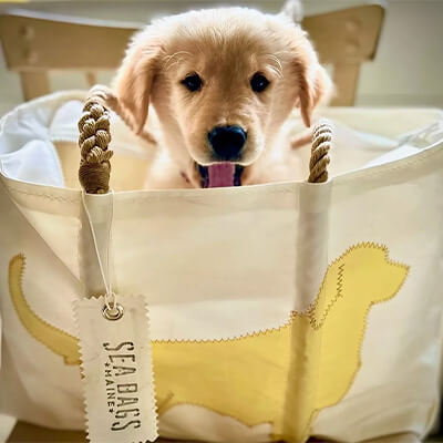 A puppy coming out of a Sea Bag