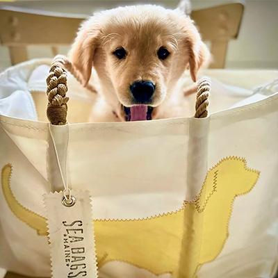 A puppy coming out of a Sea Bag