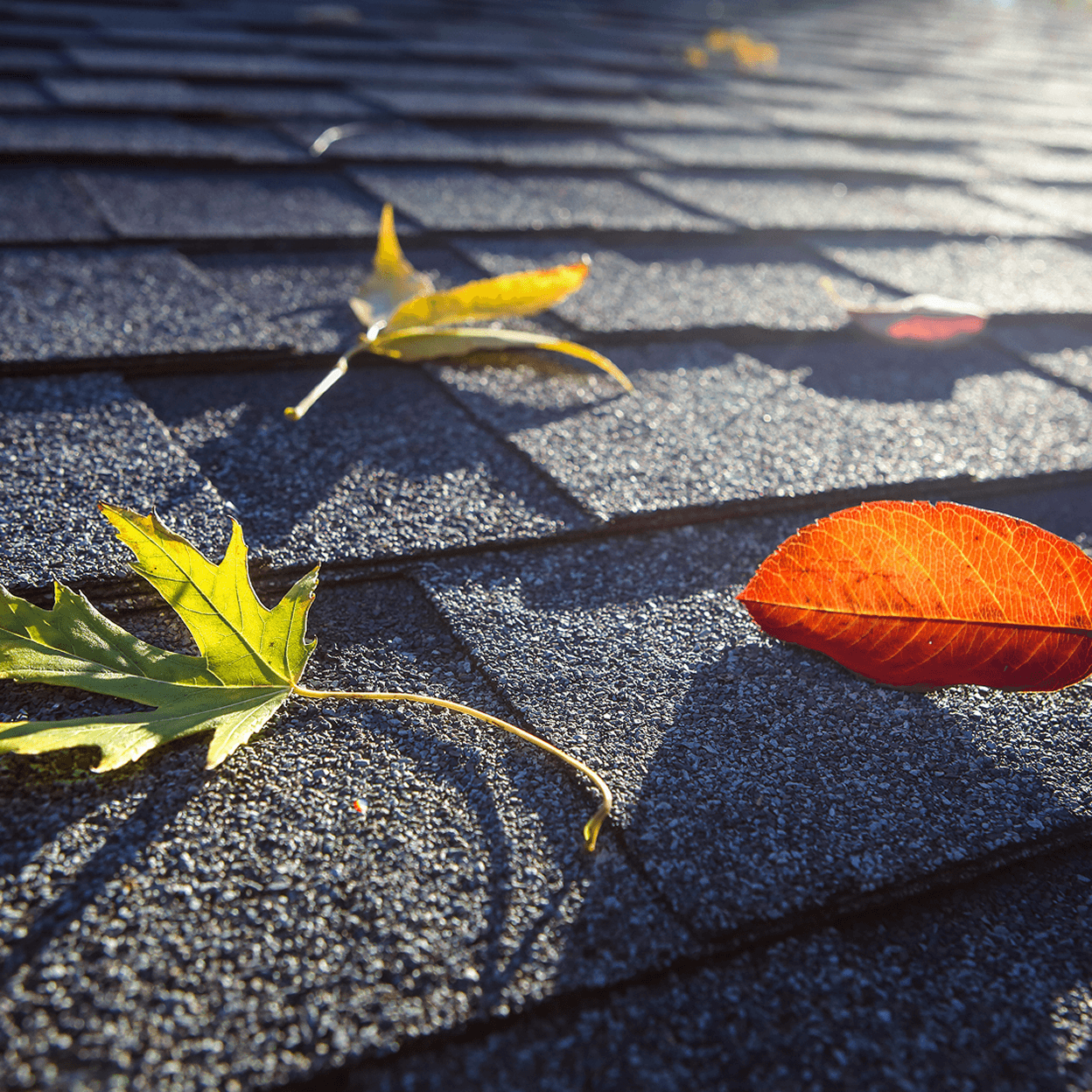Leaves resting on a residential roof