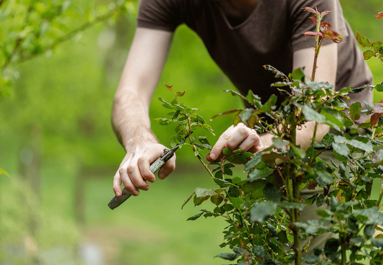 A person pruning an overgrown bush