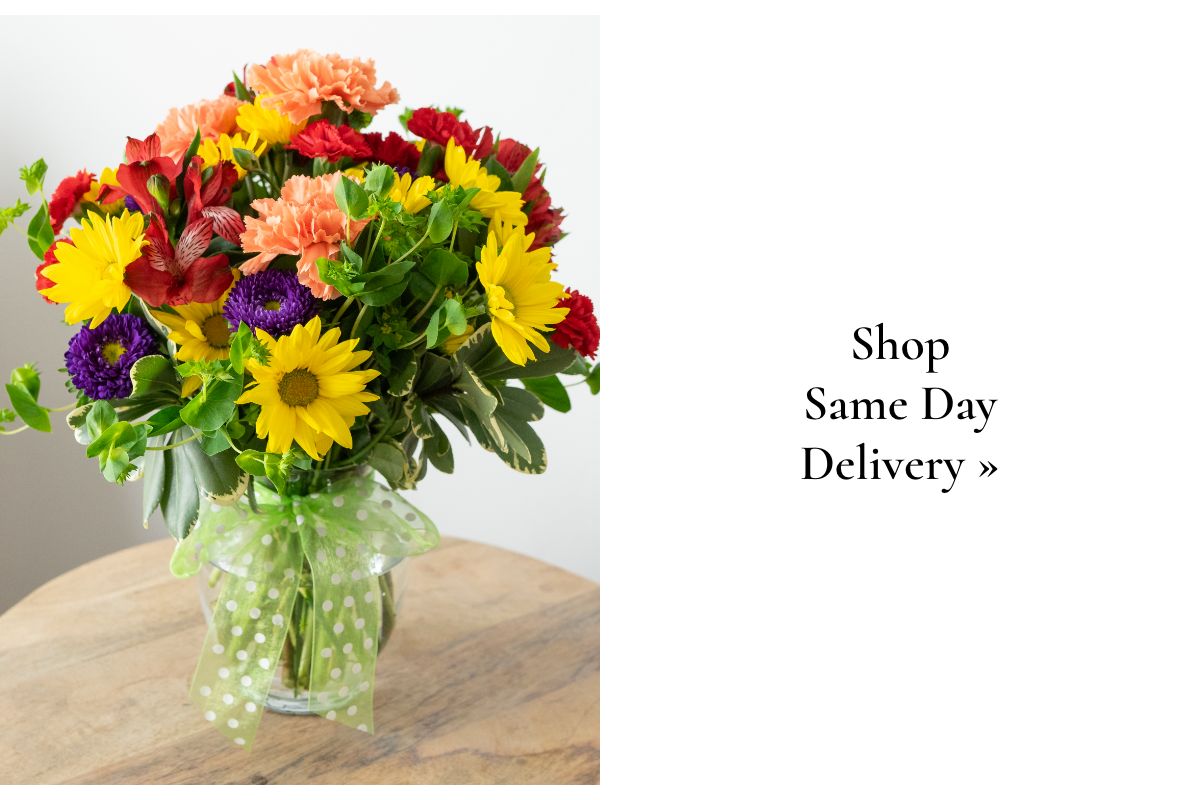 Shop Same Day Delivery »