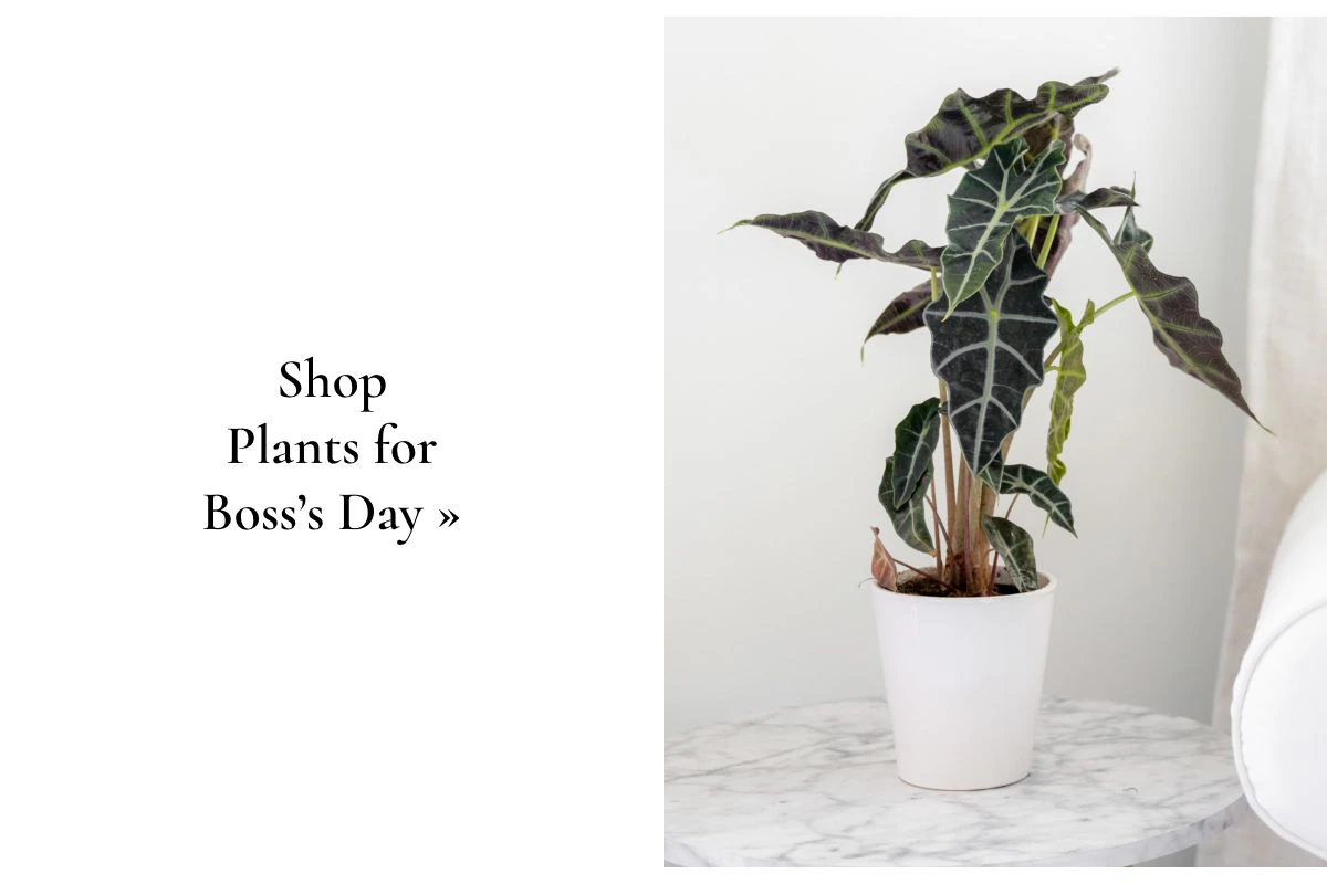 Shop Plants »