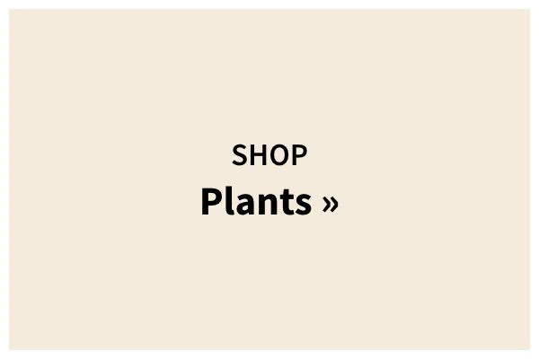 Shop Plants »