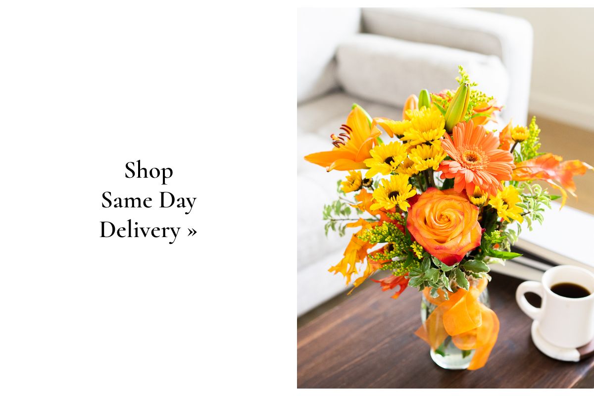 Shop Same Day Delivery »