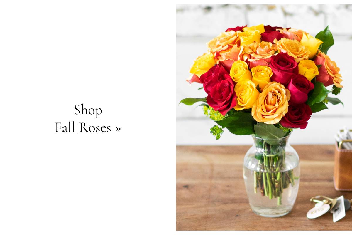 Shop Now »