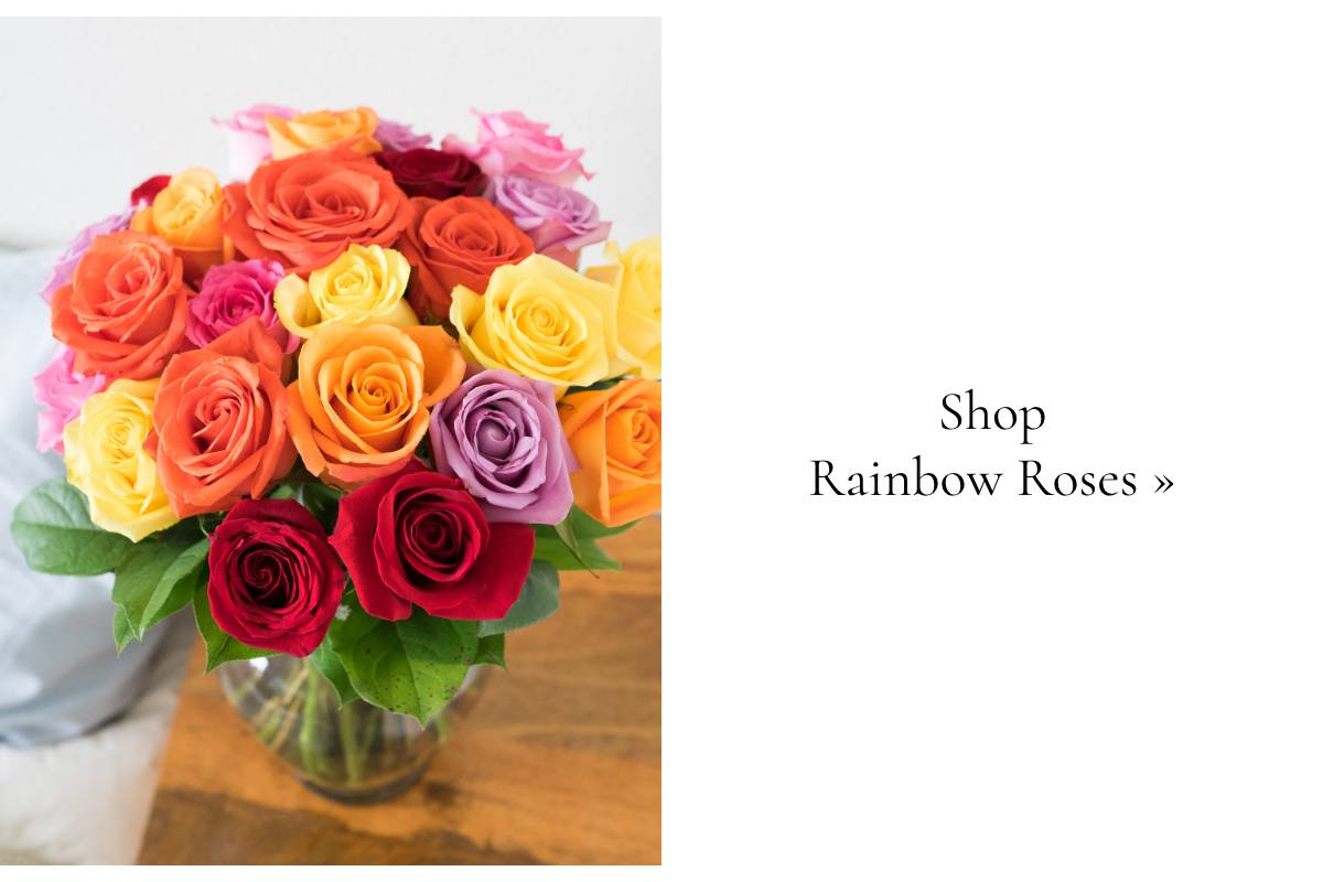 Shop Now »