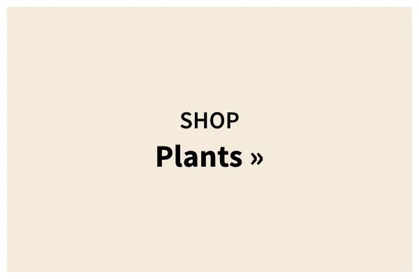 Shop Plants »