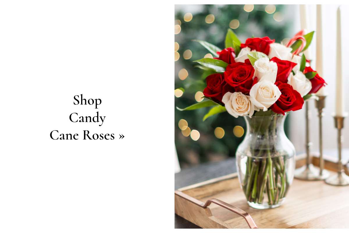 Shop Candy Cane Roses »