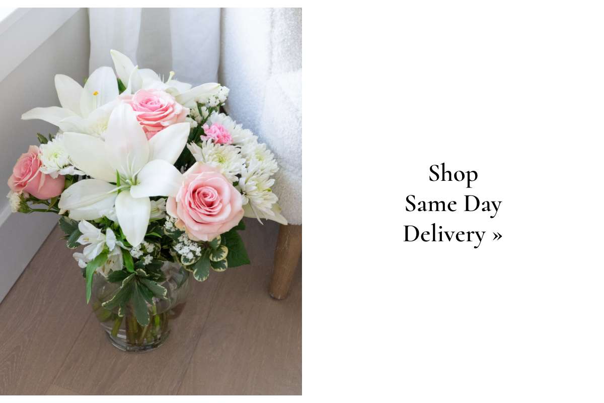 Shop Same Day Delivery »