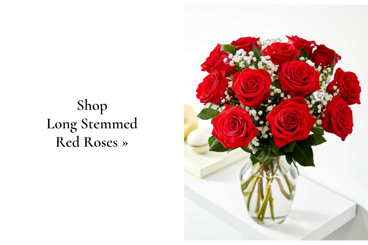 Shop Long Stemmed Red Roses »